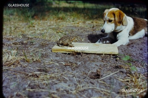 Beagle cane che - cane, rospo