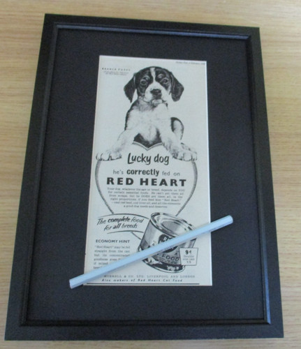 Beagle puppy red - puppy, heart