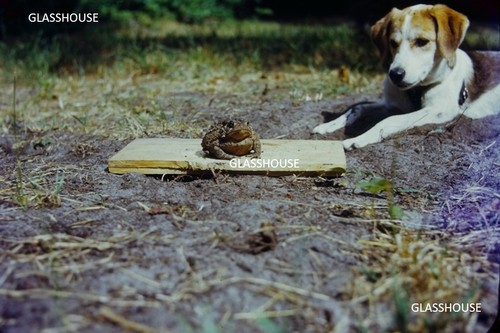 Beagle cane che guarda - cane,